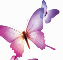 The Butterfly Lovers (梁祝, Liang Zhu,